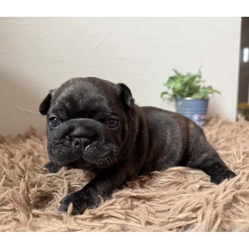 販売中の徳島県のフレンチブルドッグ-455391の9枚目