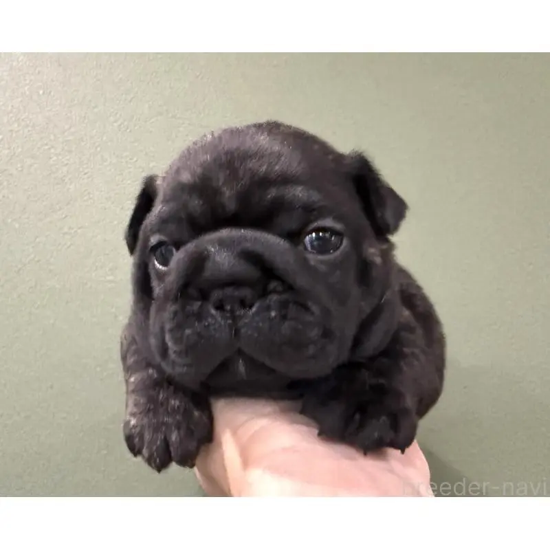 販売中の徳島県のフレンチブルドッグ-455391の8枚目