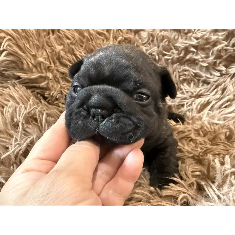 販売中の徳島県のフレンチブルドッグ-455391の7枚目