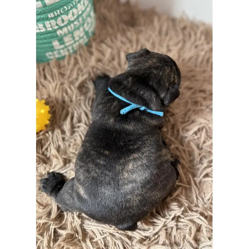 販売中の徳島県のフレンチブルドッグ-455391の5枚目