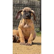 ♀︎グレートデン