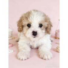 オンライン見学