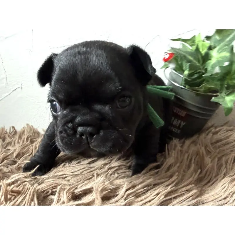 販売中の徳島県のフレンチブルドッグ-455395の7枚目