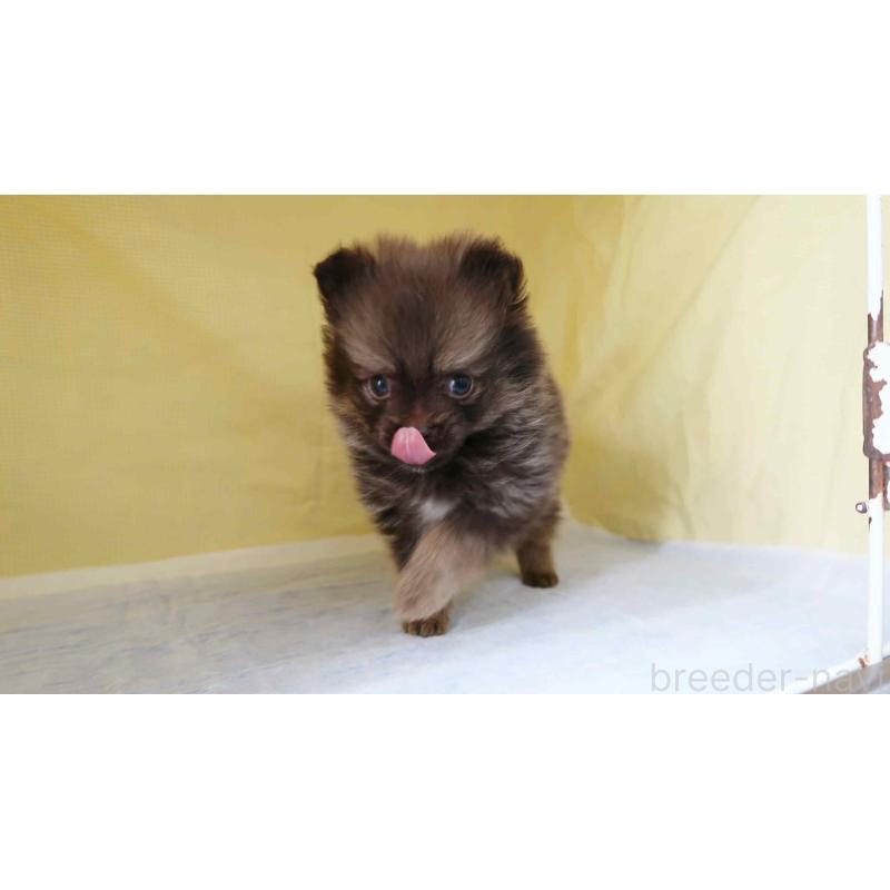 販売中の東京都のポメラニアン-455394の4枚目