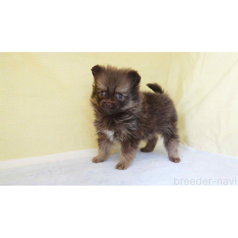 販売中の東京都のポメラニアン-455394の3枚目