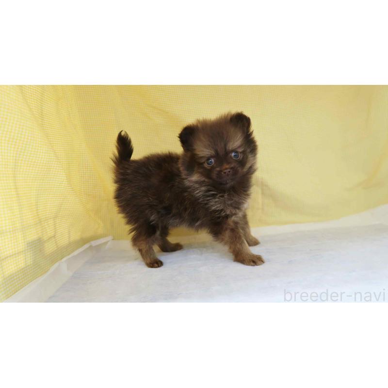 販売中の東京都のポメラニアン-455394の2枚目