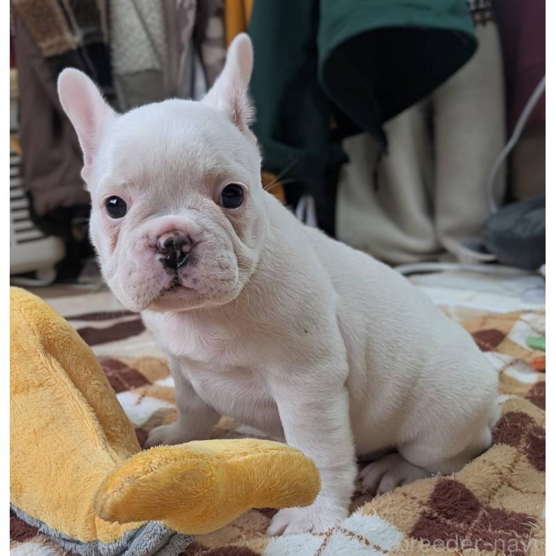 販売中の愛媛県のフレンチブルドッグ-452983