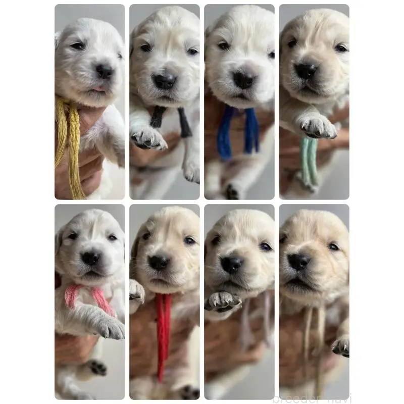 販売中の長野県のゴールデンレトリーバー-455396の5枚目