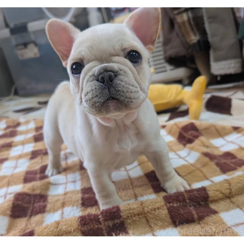 販売中の愛媛県のフレンチブルドッグ-452986