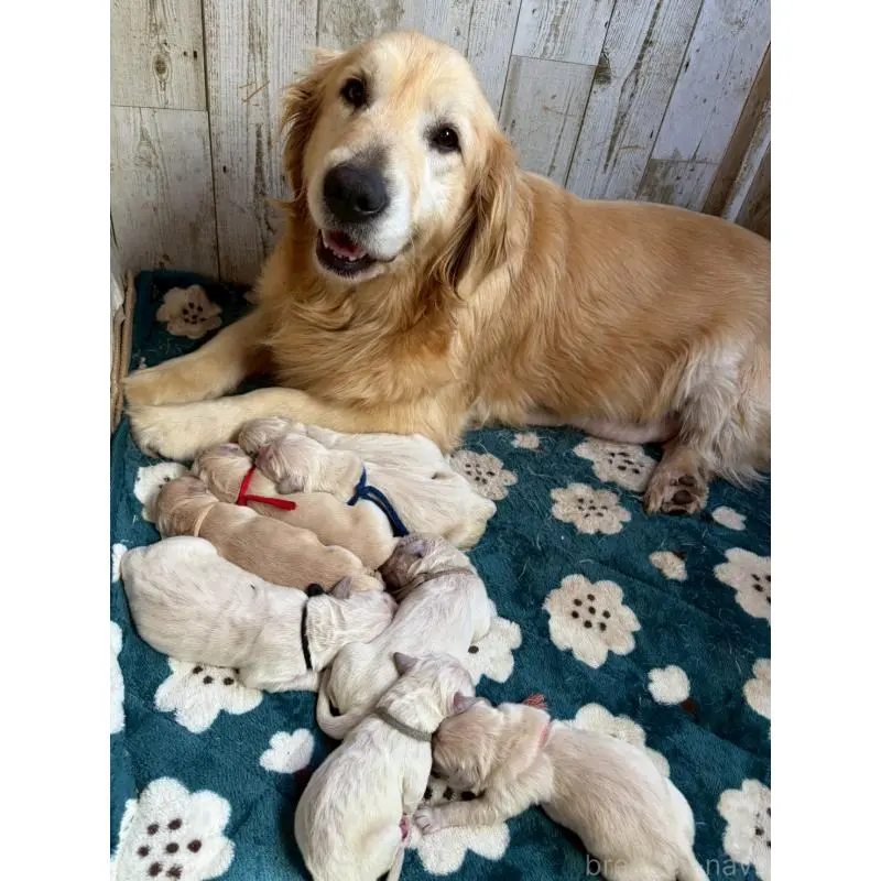 販売中の長野県のゴールデンレトリーバー-455396の3枚目