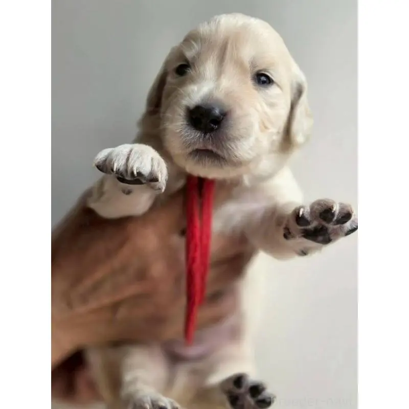 販売中の長野県のゴールデンレトリーバー-455396の2枚目