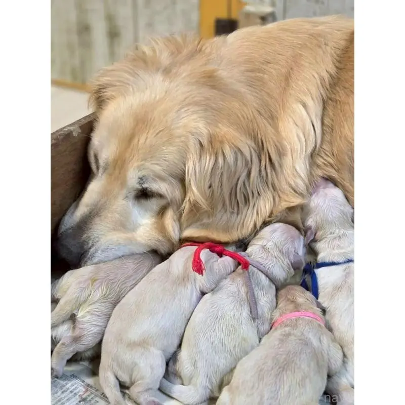 販売中の長野県のゴールデンレトリーバー-455398の3枚目