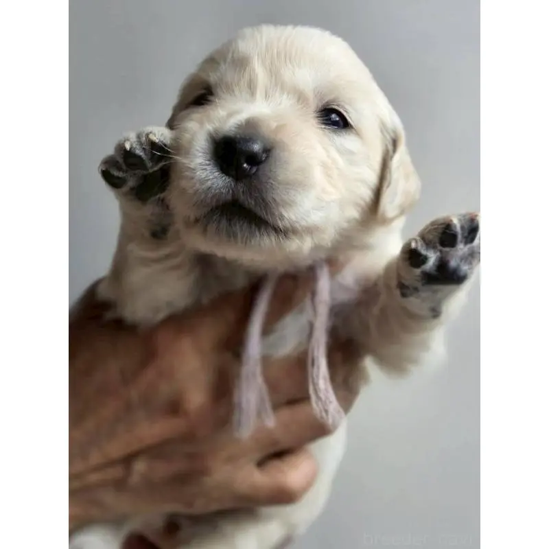 販売中の長野県のゴールデンレトリーバー-455398の2枚目