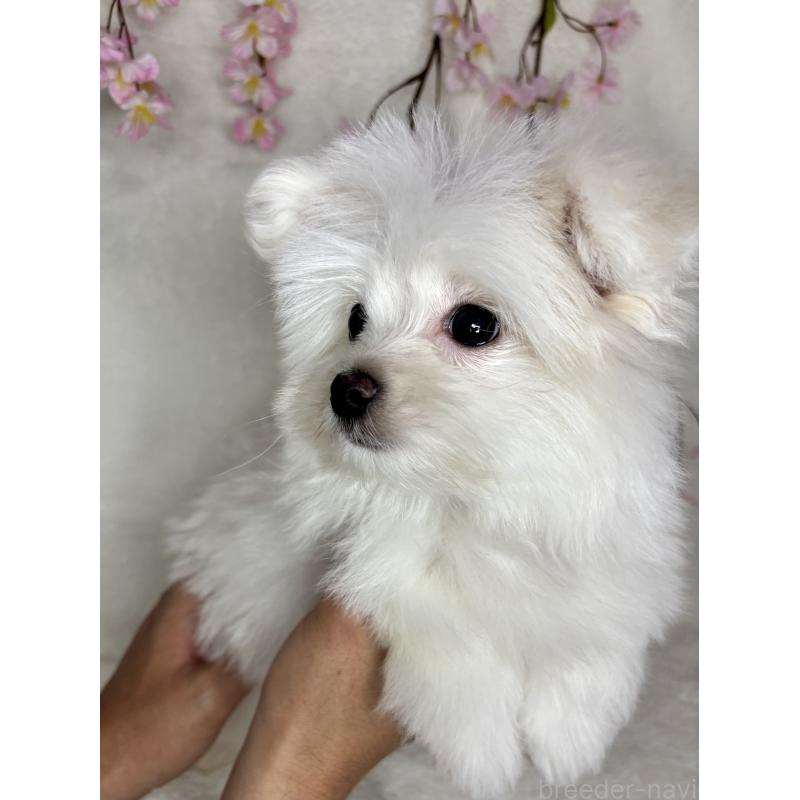 販売中の熊本県のポメマル:ポメラニアン×マルチーズ-446184の2枚目