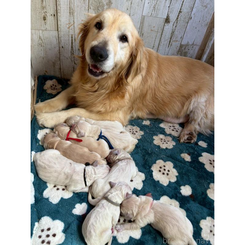 販売中の長野県のゴールデンレトリーバー-455399の3枚目