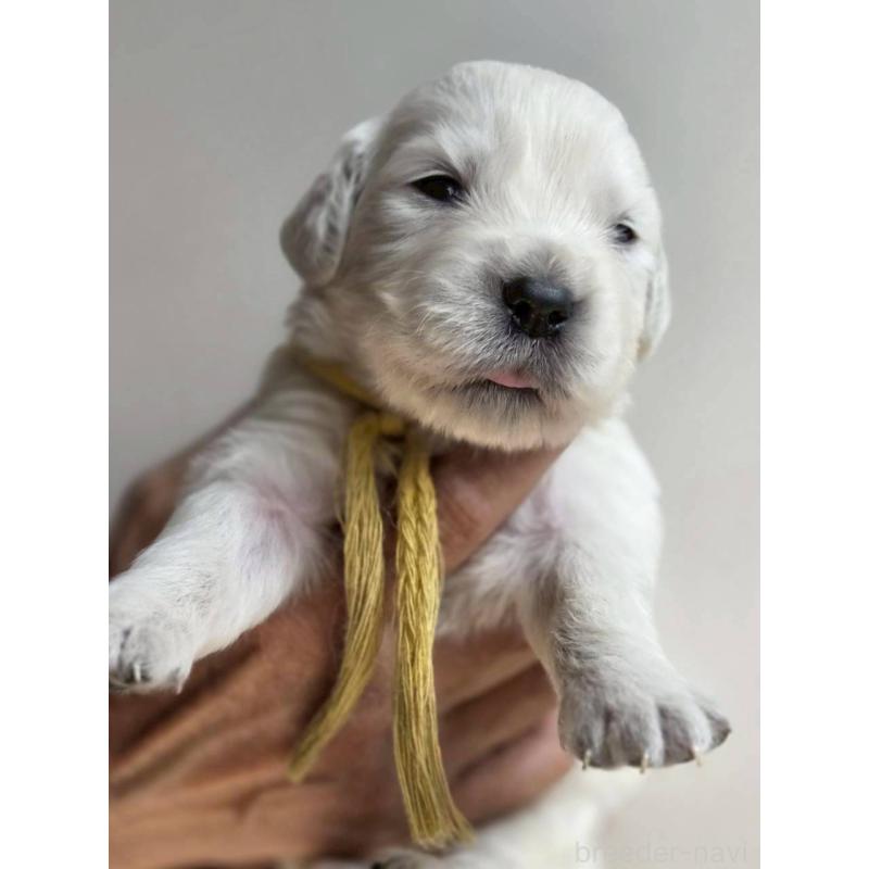 販売中の長野県のゴールデンレトリーバー-455399の2枚目