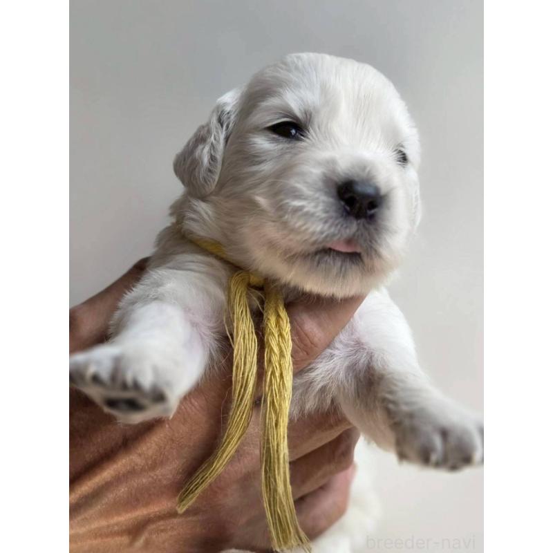 販売中の長野県のゴールデンレトリーバー-455399