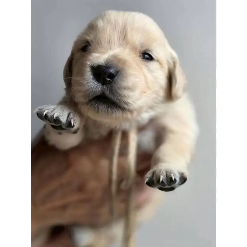 販売中の長野県のゴールデンレトリーバー-455400の2枚目