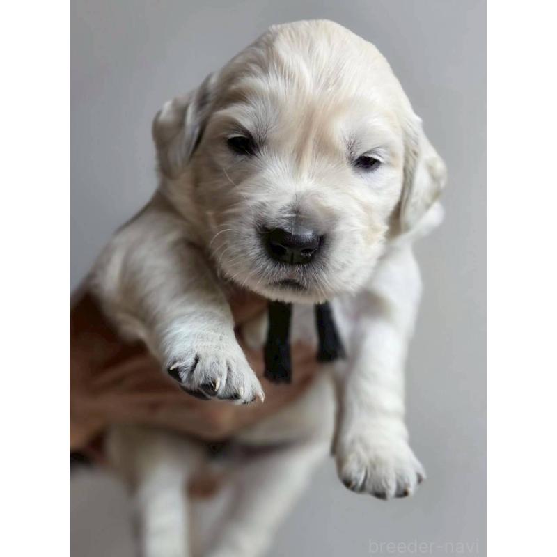 販売中の長野県のゴールデンレトリーバー-455401の4枚目