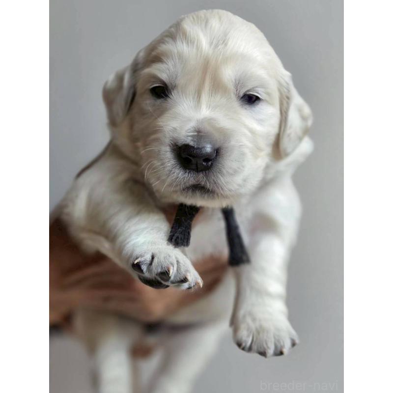 販売中の長野県のゴールデンレトリーバー-455401