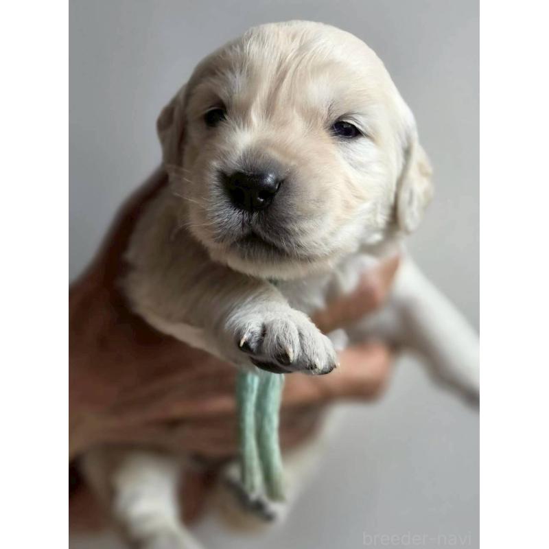 販売中の長野県のゴールデンレトリーバー-455403の3枚目