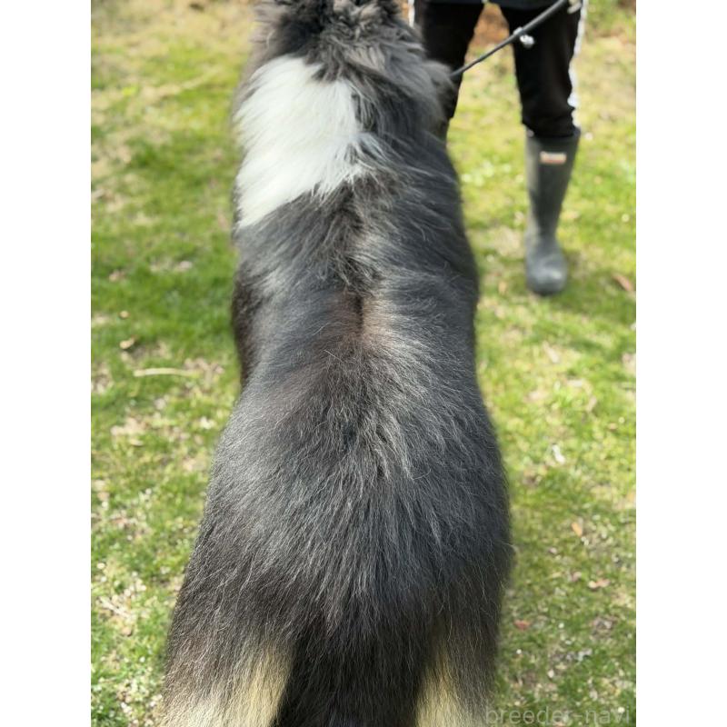 販売中の兵庫県のラフコリー-455404の6枚目