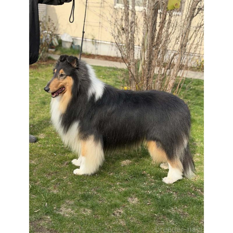 販売中の兵庫県のラフコリー-455404の5枚目