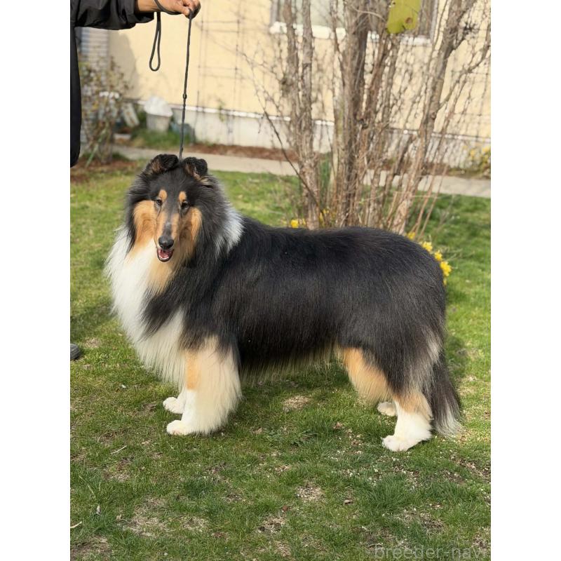 販売中の兵庫県のラフコリー-455404の4枚目