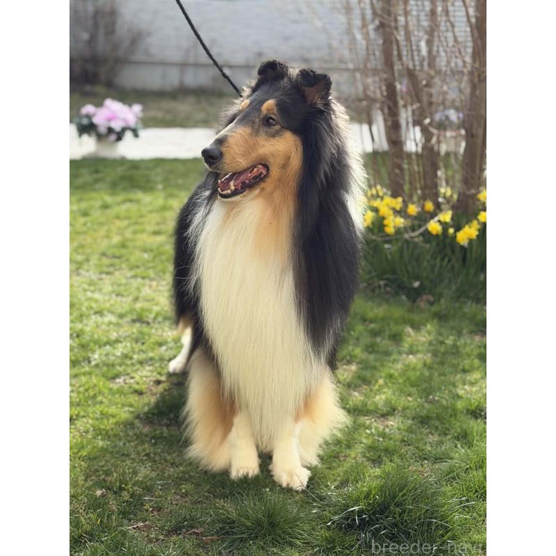 販売中の兵庫県のラフコリー-455404の3枚目