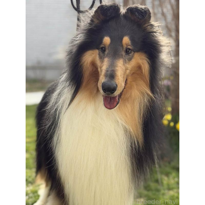 販売中の兵庫県のラフコリー-455404の2枚目