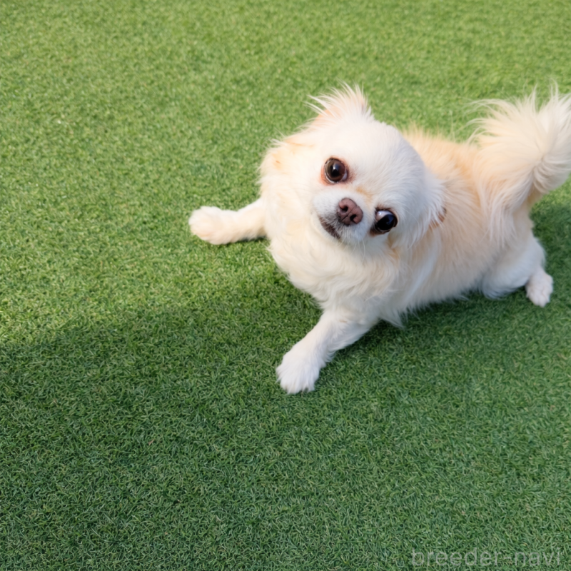 販売中の京都府のチワワ(ロングコート)-455407の5枚目