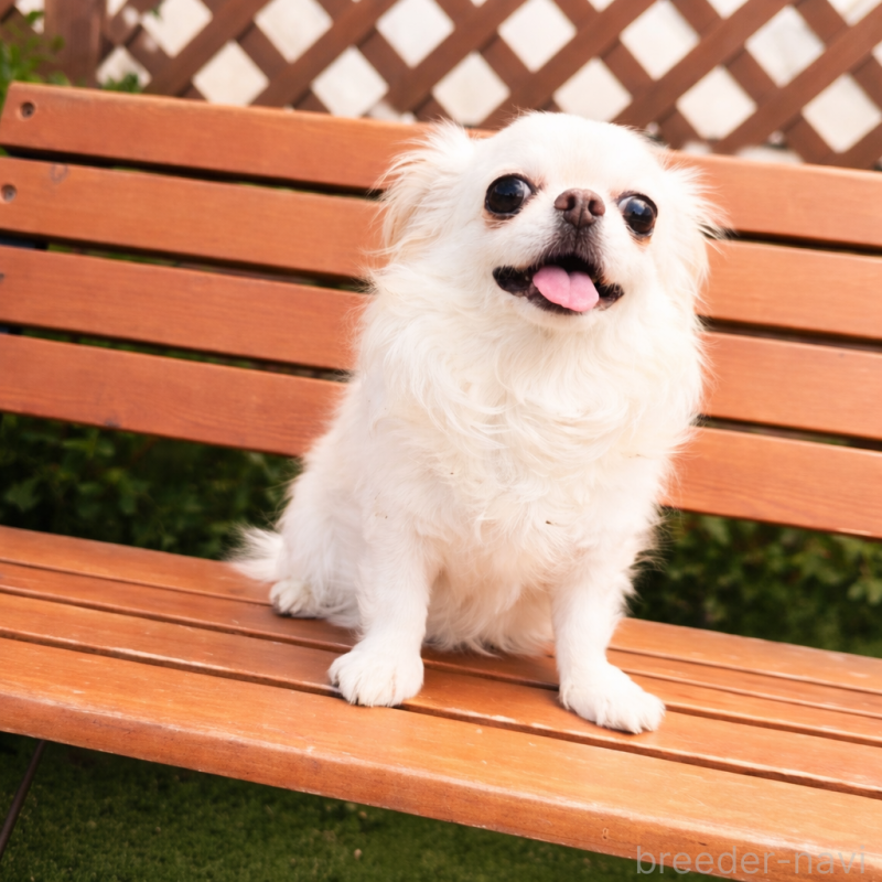 販売中の京都府のチワワ(ロングコート)-455407の4枚目