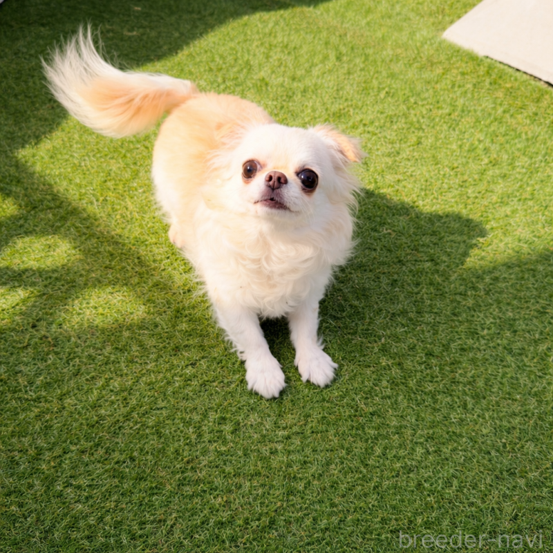 販売中の京都府のチワワ(ロングコート)-455407の2枚目