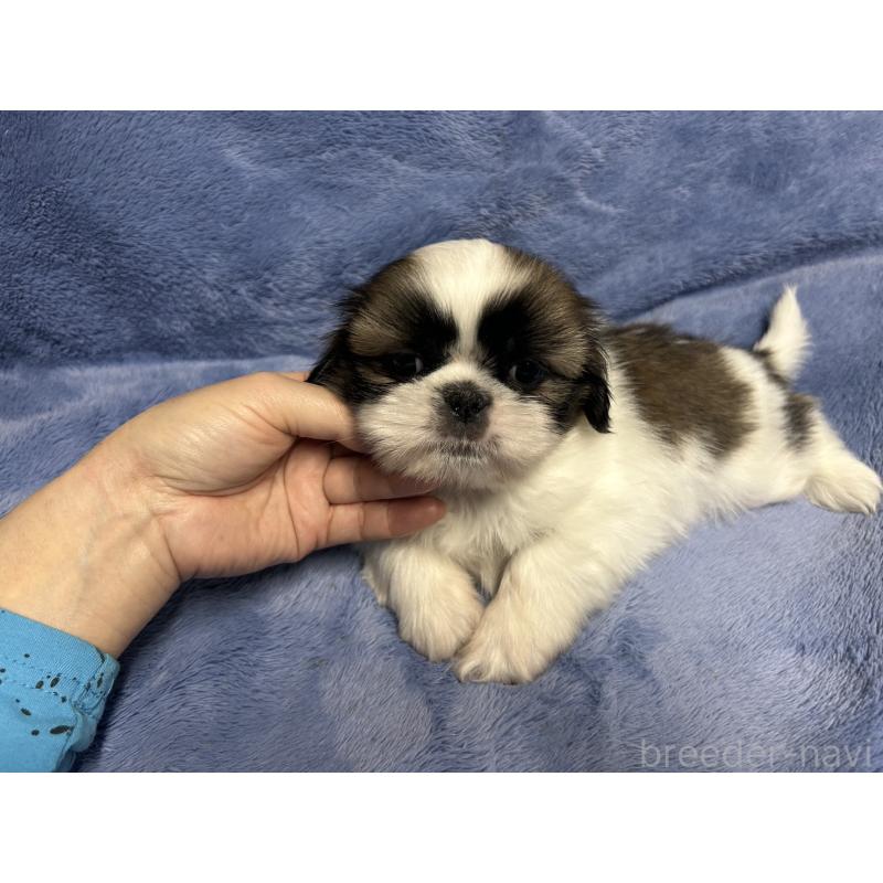 販売中の佐賀県のシーズー-455409の4枚目