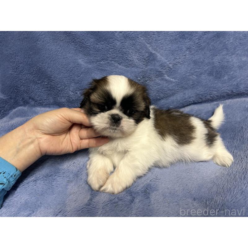 販売中の佐賀県のシーズー-455409の3枚目