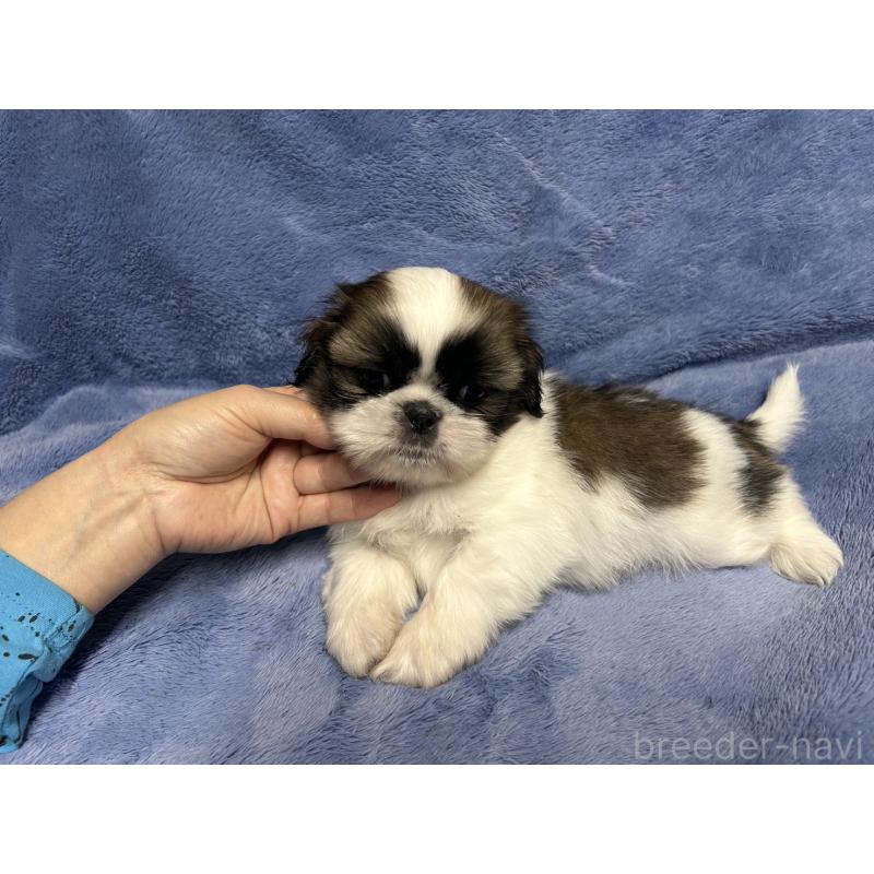 販売中の佐賀県のシーズー-455409