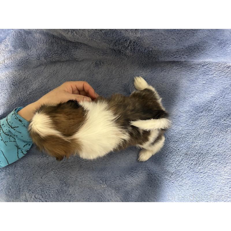 販売中の佐賀県のシーズー-455409の2枚目