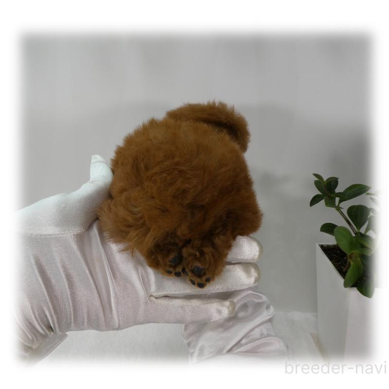 販売中の埼玉県のティーカッププードル-455411の13枚目