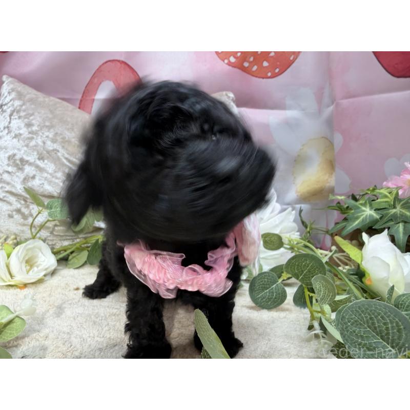 販売中の埼玉県のトイプードル-455410の5枚目