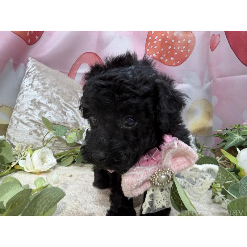 販売中の埼玉県のトイプードル-455410の4枚目