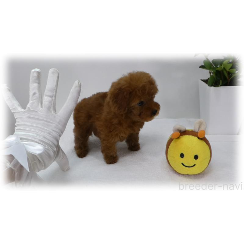 販売中の埼玉県のティーカッププードル-455411の11枚目