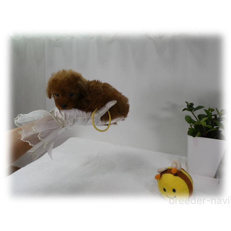 販売中の埼玉県のティーカッププードル-455411の9枚目