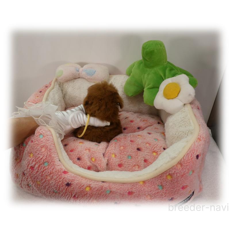 販売中の埼玉県のティーカッププードル-455411の6枚目