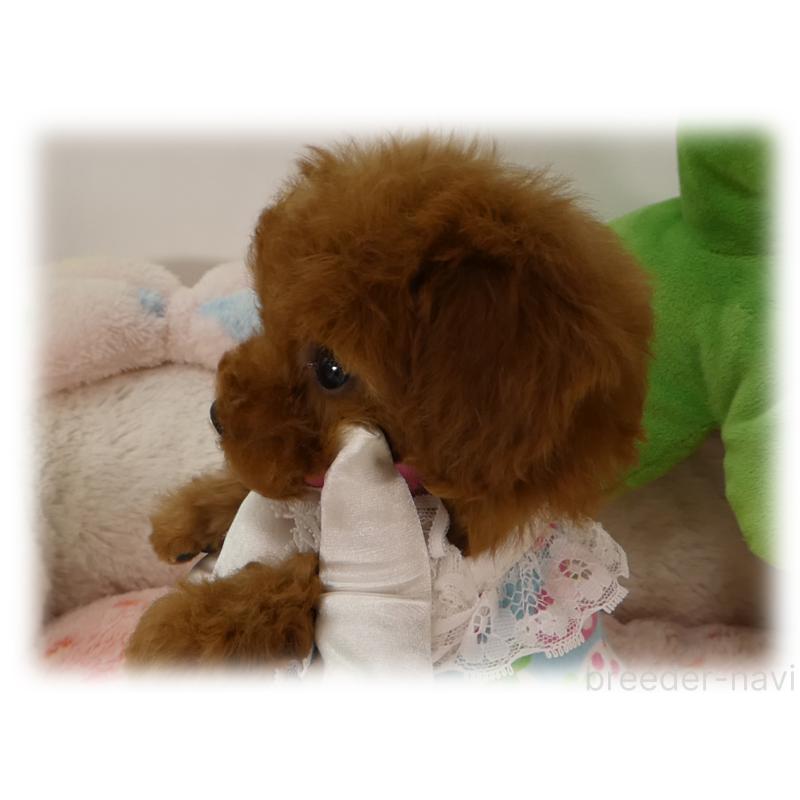 販売中の埼玉県のティーカッププードル-455411の2枚目