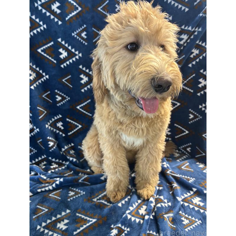 販売中の茨城県のバーニードゥードル:バーニーズ×スタンダードプードル-422456の2枚目