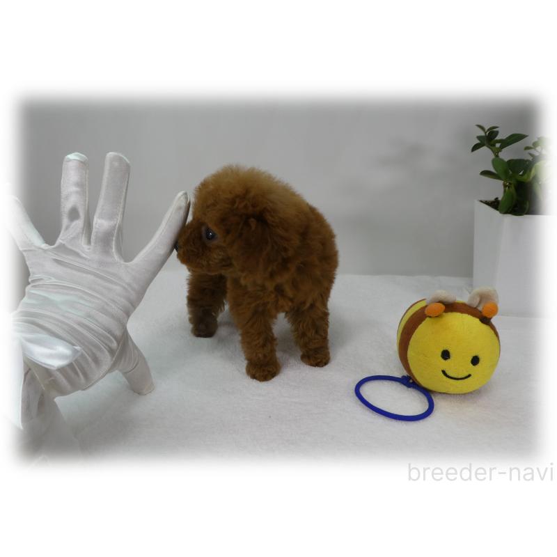 販売中の埼玉県のティーカッププードル-455413の10枚目