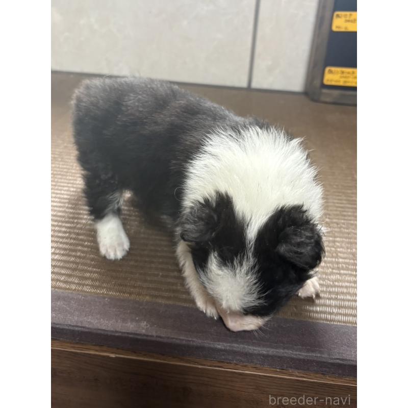 販売中の東京都のボーダーコリー-455412の8枚目