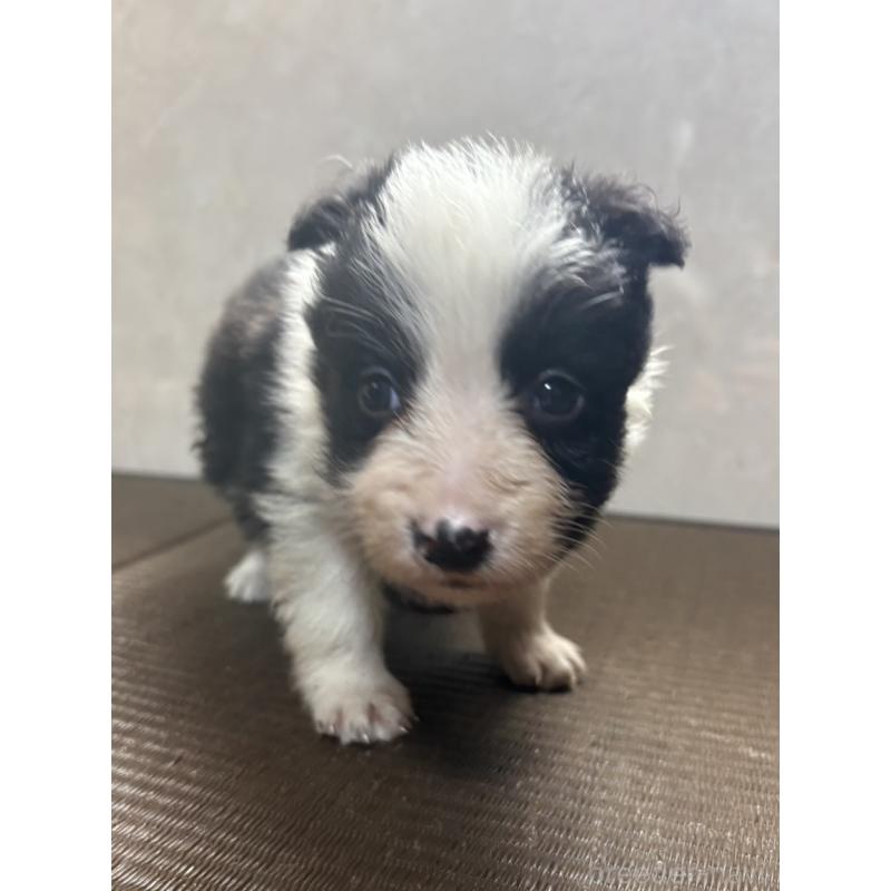 販売中の東京都のボーダーコリー-455412の7枚目