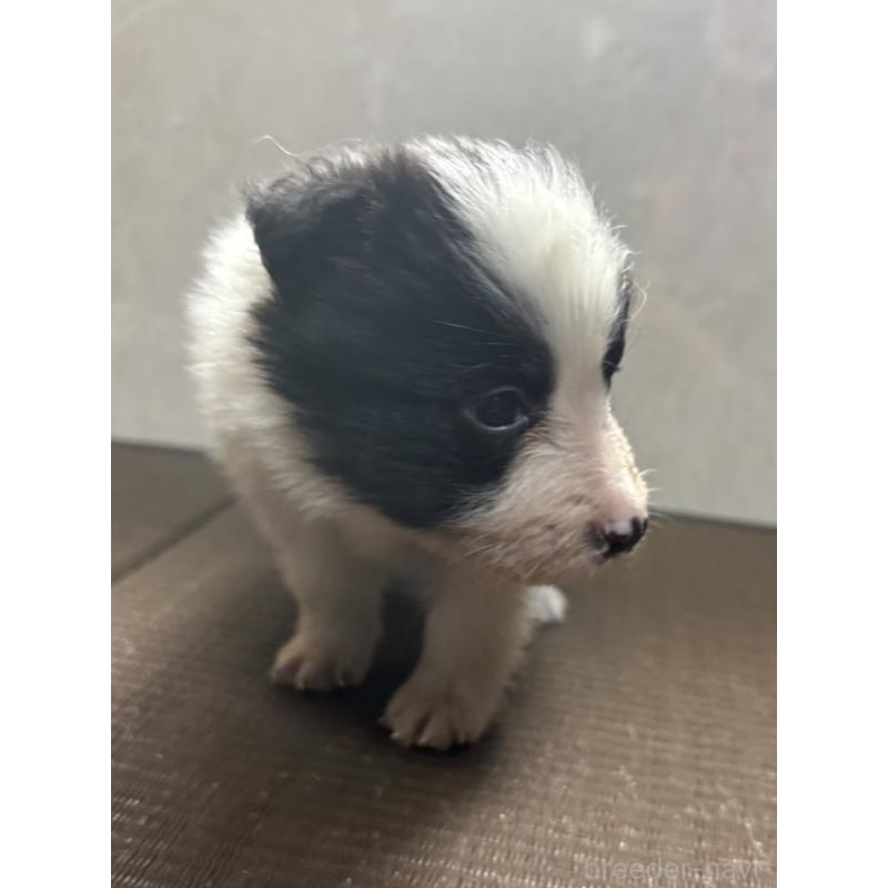 販売中の東京都のボーダーコリー-455412の6枚目