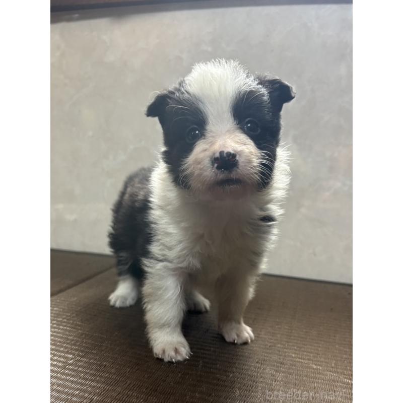 販売中の東京都のボーダーコリー-455412の5枚目